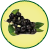 Sambuco
